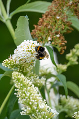 close-up of a bumblebee (Bombus) feeding on a white flower buddleja buddleia (white profusion) butterfly bush, Wiltshire UK