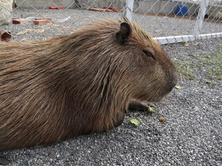 capybara is lying and sleeping on the ground design for relaxation concept