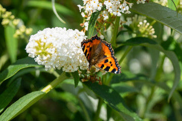 close-up of a small Tortoiseshell butterfly (Aglais urticae) feeding on a white buddleja davidii (white profusion) butterfly bush