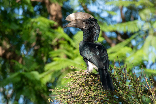 Hornbill sitting on a branch in a tree in moshi tanzania