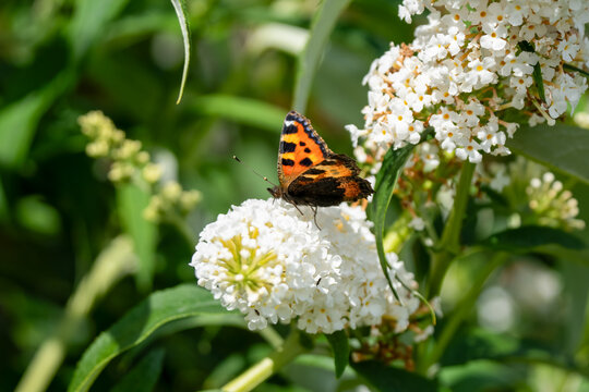 close-up of a small Tortoiseshell butterfly (Aglais urticae) feeding on a white buddleja davidii (white profusion) butterfly bush