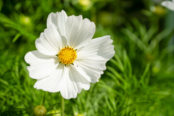close-up of a beautiful Cosmos flower head (Cosmos bipinnatus, Kosmos)