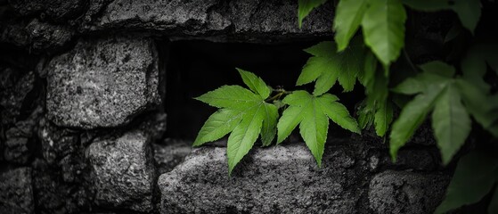  A green leaf emerges from a stone wall's crack, surrounded by more leaves