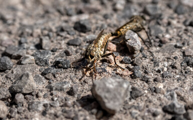 close-up of a pair of mating Kite-tailed Robber Fly, Flies (Tolmerus atricapillus)
