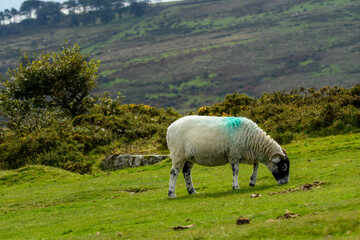 Obraz premium Horned sheep grazing on moorland at Dartmoor national park.