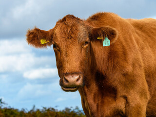 Brown cow standing, looking to camera on open moorland.