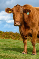 Brown cow standing, looking to camera on open moorland.