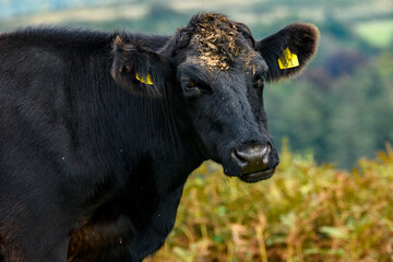 Black cow standing, looking to camera on open moorland. Dartmoor Cattle with tagged ears  grazing and living on the national park. Black Angus.