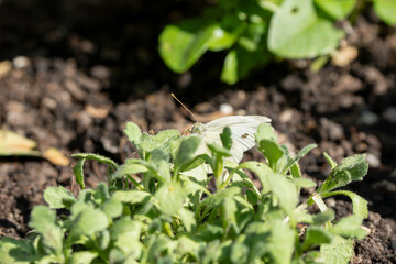 close-up of a Pieris brassicae butterfly, the large white, cabbage butterfly, cabbage white, cabbage moth, large cabbage white