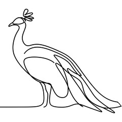 peafowl line drawing