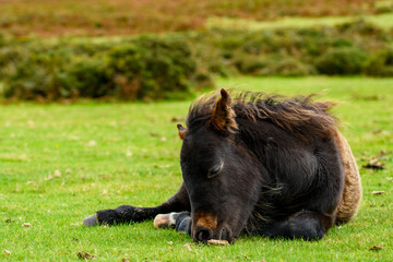 Dartmoor pony, foal laying on the national park moorland. A resting  wild filly grazing on the Devon heathland.