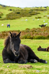 Fototapeta premium Dartmoor pony, foal laying on the national park moorland. A resting wild filly grazing on the Devon heathland.
