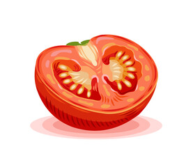 Half of a tomato. Vector realistic illustration