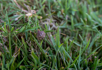 close-up of a Chlorochroa pinicola, a European species of shield bug in the tribe Nezarini.