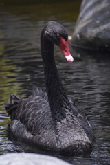 Fototapeta premium The black swan (Cygnus atratus) is a large waterbird, it is a large bird with The bill is bright red, with a pale bar and tip, legs and feet are greyish-black. A Black Swan singly swims on a lake.