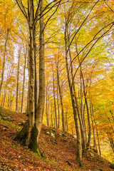 Autumn in Val Resia