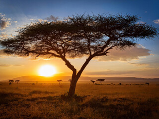 Obraz premium tree at sunset