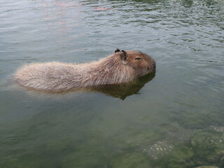 capybara is in the pond design for chill concept