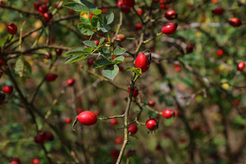 Ripe red rose hip on the bush.