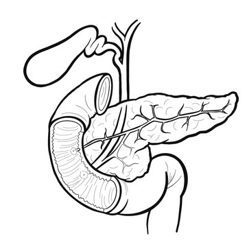 Anatomy  line art liver bile pancreas