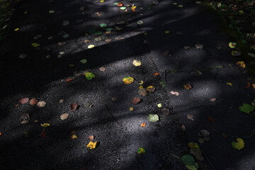 Asphalt pavement in autumn. Asphalt sidewalk in autumn covered with falling yellow leaves from trees, High Tatras.