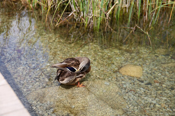 Ducks in the High Tatras. Ducks on Strbske pleso in High Tatras, Slovakia. 