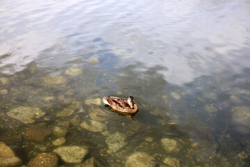 Ducks in the High Tatras. Ducks on Strbske pleso in High Tatras, Slovakia. 