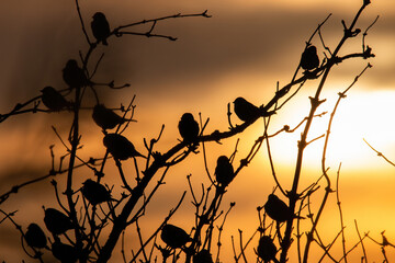 Ptaki na gałązce przy zachodzie słońca bokeh © Adrian