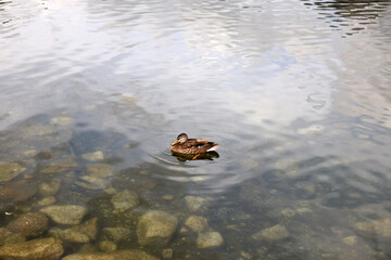 Ducks in the High Tatras. Ducks on Strbske pleso in High Tatras, Slovakia. 