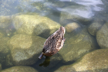 Ducks in the High Tatras. Ducks on Strbske pleso in High Tatras, Slovakia. 