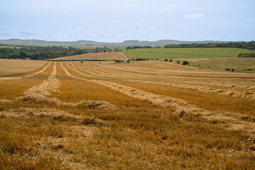 Obraz premium a hay field shines golden in summer sunshine, hay harvesting underway