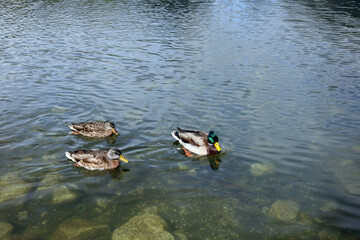 Ducks in the High Tatras. Ducks on Strbske pleso in High Tatras, Slovakia. 