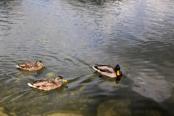 Ducks in the High Tatras. Ducks on Strbske pleso in High Tatras, Slovakia. 