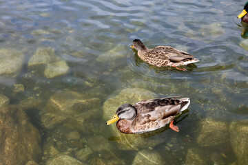 Ducks in the High Tatras. Ducks on Strbske pleso in High Tatras, Slovakia. 