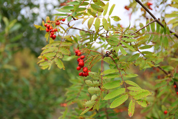 Fruits of Crataegus laevigata on a bush near Strbske pleso, Slovakia.