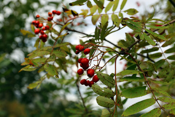 Fruits of Crataegus laevigata on a bush near Strbske pleso, Slovakia.