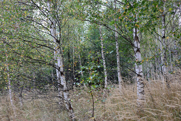 Birch grove in early autumn in High Tatras, Slovakia. 