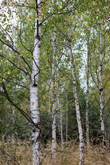 Birch grove in early autumn in High Tatras, Slovakia. 