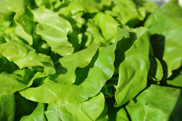 Fresh lettuce. Fresh salad full of vitamins from the farm. 