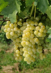 Close-up of a green grape hanging in a vineyard