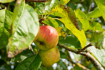 close-up of two shining summer hanging apples