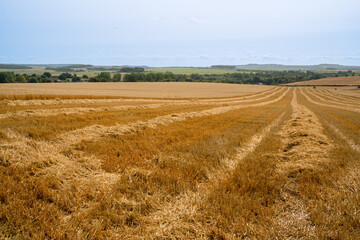 Obraz premium a hay field shines golden in summer sunshine, hay harvesting underway