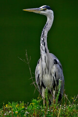 Graureiher // Grey heron (Ardea cinerea) 