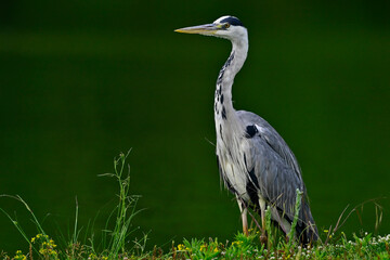 Graureiher // Grey heron (Ardea cinerea) - Kerkini-See, Griechenland