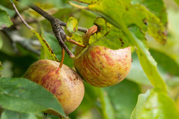 close-up of a pair of hanging apple fruit