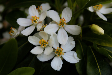 Obraz premium white and yellow flowers