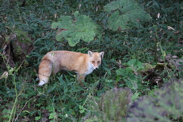 カメラを見上げるキタキツネ