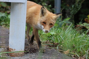 顔を覗かせるキタキツネ