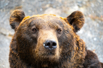 Fototapeta premium 北海道 熊牧場の熊の写真