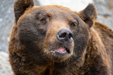 北海道　熊牧場の熊の写真
